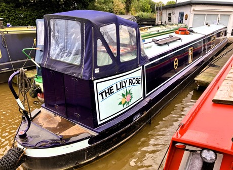 The Lily Rose